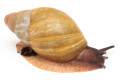 Archachatina porphyrostoma Nigeria B albino shell semiadult, 5cm